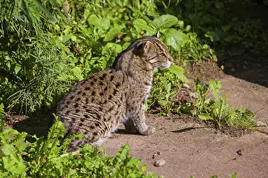A fishing cat (Prionailurus viverrinus) peeking through dense riverine vegetation