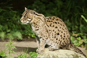 Fishing cat (Prionailurus viverrinus) sitting on the ground