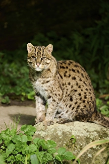 Fishing cat (Prionailurus viverrinus) sitting on the ground