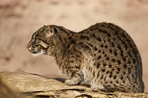 Fishing cat (Prionailurus viverrinus) sitting on an old tree trunck