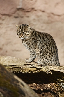Fishing cat (Prionailurus viverrinus) sitting on an old tree trunck
