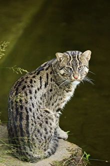 Fishing cat (Prionailurus viverrinus) sitting at water