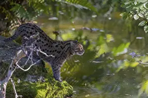 One fishing cat (Prionailurus viverrinus) standing ashore a little river looking for food