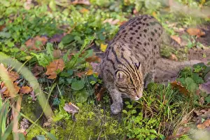 A fishing cat (Prionailurus viverrinus) stands in riparian vegetation