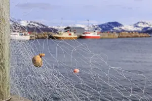 Fishing net with mussel, Tromvik