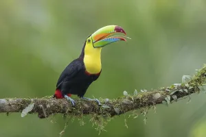 Fishing toucan also called Keel billed Toucan (Ramphastos sulfuratus) on overgrown branch with visible tongue