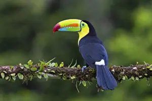 Fishing Toucan (Ramphastos sulfurantus)