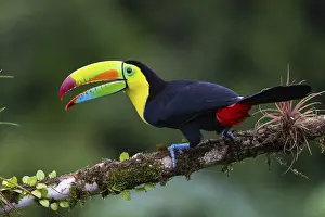 Fishing Toucan (Ramphastos sulfurantus)