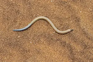FitzSimon's burrowing skink or short blind dart skink