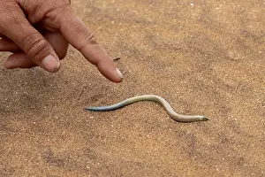 FitzSimon's burrowing skink or short blind dart skink