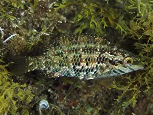 Five-legged wrapfish (Symphodus roissali)