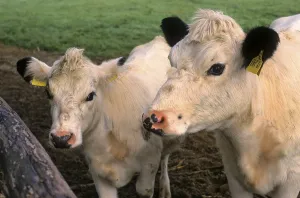 Fjall cattle, Swedish mountain cow