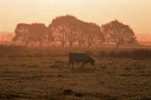 Fjall cattle, Swedish mountain cow