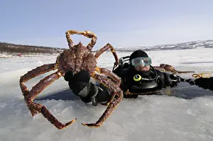 Fjord diver for for king crabs