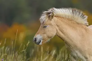Fjord horse (Equus ferus caballus)