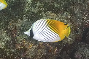Flag butterflyfish (Chaetodon auriga)