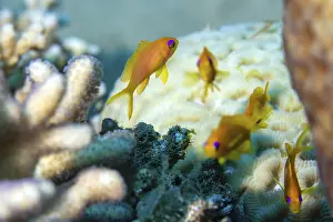 Flag perch in coral reef, Red Sea