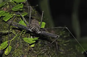 Flagellate spider, Flagellate spiders