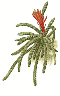 Flagelliformis, Disocactus flagelliformis