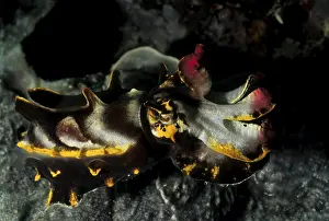 Flamboyant cuttlefish (Metasepia pfefferi)