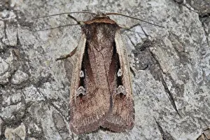 Flame Shoulder (Ochropleura plecta)