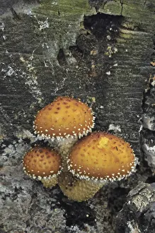 Flaming Scalycap (Pholiota flammans) fruiting bodies