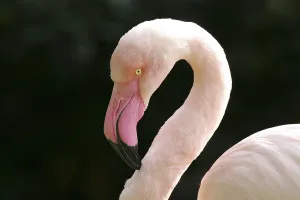 Flamingo in bird park