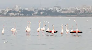 Flamingo birds with reflections