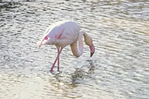 Flamingo eating in the water, Pink Flamingo
