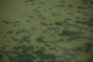 Flamingo flock, Pink Flamingos (Phoenicopterus roseus)