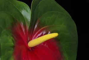 Flamingo flower, Anthurium