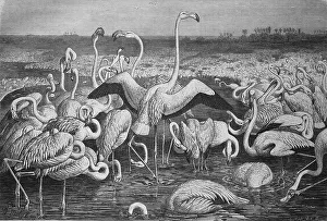 Flamingo, greater flamingo (Phoenicopterus roseus)