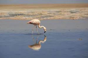 Flamingo in the Laguna Chaxa in Chile