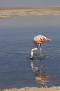 Flamingo in the Laguna Chaxa in Chile