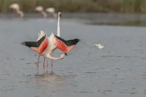 A flamingo opens its wings and highlights its magnificent plumage