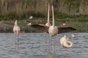 A flamingo opens its wings and highlights its magnificent plumage