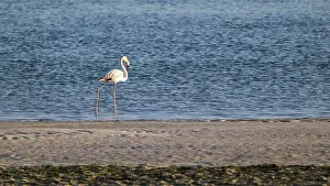 Flamingo (Phoenicopteridae) foraging, Oman