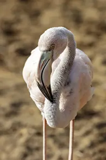 Flamingo (Phoenicopteridae), Galapagos
