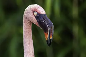 Flamingo (Phoenicopteridae), portrait