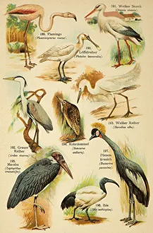 Flamingo (Phoenicopterus roseus)