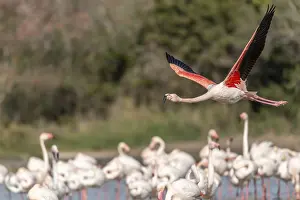 Flamingo (Phoenicopterus roseus) jumping out of a pond