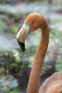 Flamingo (Phoenicopterus ruber)