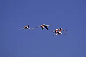 Flamingo, Phoenicopterus ruber