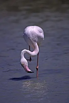 Flamingo, Phoenicopterus ruber, Flamant rose
