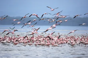 Flamingoes (Phoenicopterus roseus und minor) taking off