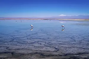 Flamingos in the Atacama salt flat, Chile