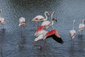 Flamingos in the Carmague, Bouches-du-Rhone