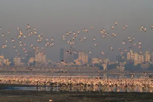 Flamingos flying Porbandar Gujrat India Asia