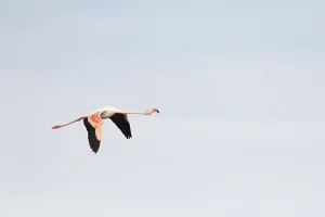 Flamingos glide gracefully through the sky over the wetland landscape of Saintes Maries de la Mer