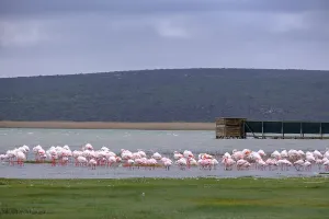 Flamingos in the lagoon at the Geelbek Information Centre